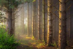 A Forest with Trees and Grass in the Morning Background photo