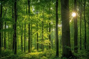 The Sun Shines Through the Trees in a Green Forest Background photo