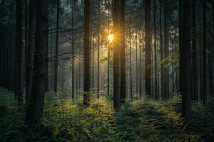 The Sun Shines Through the Trees in a Forest Background photo