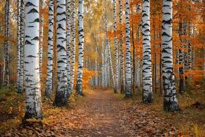 A Path through a Birch Forest with the Sun Shining Through Background photo