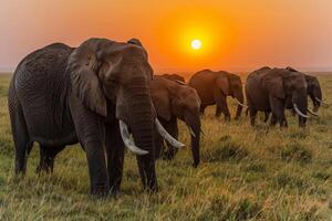 A Herd of Elephants Walking in a Field Background photo