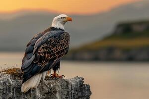A Bald Eagle Sitting on a Rock overlooking the Water Background photo