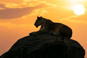Lion sitting on rock at sunset background photo