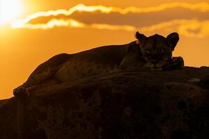 Lion laying on rock background photo