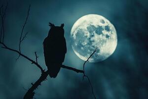 Owl on branch in front of moon background photo
