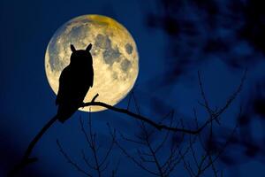 Owl perched on branch with moon in background photo