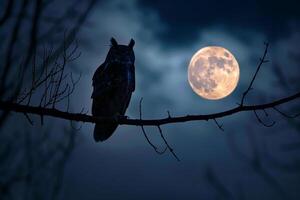 Owl on branch with full moon in background photo