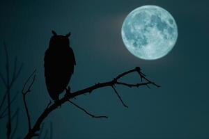 Owl on branch with moon in background photo
