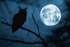 Owl on Branch in Front of Full Moon Background photo