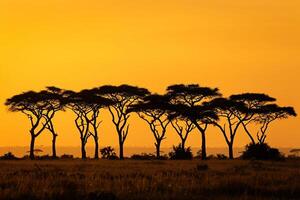 Group of Trees in the Background photo
