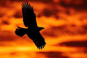 Bird Flying in the Sky Background photo