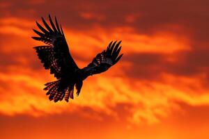 Bird Flying in Sky with Orange Sky Background photo