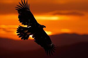 Golden Eagle Soaring Over Mountains at Sunset Background photo