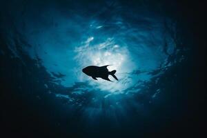 Fish Swimming in Ocean with Sunlight Shining through Background photo