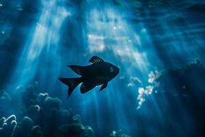Fish in Ocean with Sunlight Shining through Background photo