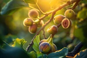 Figs on the Tree Branch with Sunlight Shining Through, Background photo