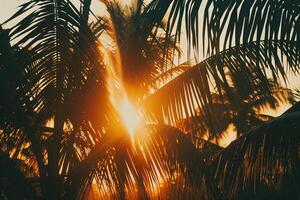 Sun Setting Behind Palm Trees Background photo