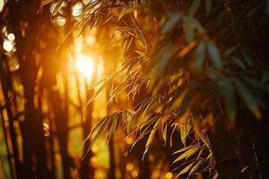 Sunlight Shining through the Leaves of a Bamboo Tree Background photo