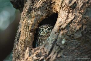 Small Owl Peeks from Tree Hole Background Nature photo
