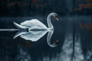 a swan is swimming in a lake with a foggy background, background photo