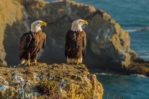 two bald eagles perched on a cliff overlooking the ocean, background photo