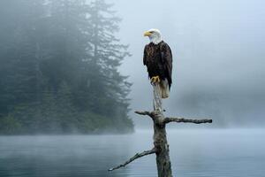 Bald eagle perched on a tree branch in the fog background photo