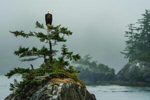 Bald eagle perched on a tree in the fog background photo