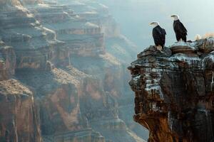 Two bald eagles perched on the edge of a cliff background photo