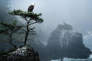 Bald eagle perched on a tree in front of the ocean background photo