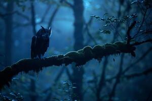 Dark Blue Owl Perched on Branch in Woods Background photo