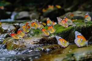 Butterflies on Rocks in Stream Background photo