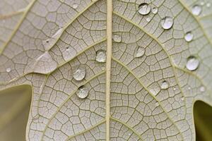A  of a leaf with water droplets on it background photo