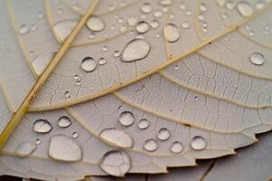 A  of a leaf with water droplets on it background photo