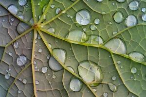 A  of a leaf with water droplets background photo