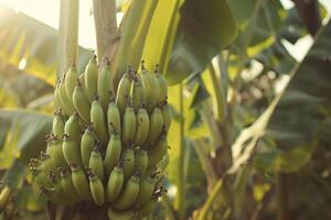 A bunch of bananas hanging from a tree background photo