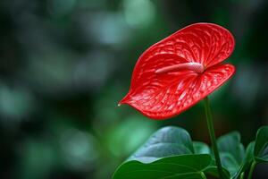 Red Flower in Front of Green Leaves Background photo