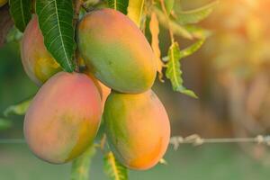 Mangoes Hanging from Tree in Sun Background photo