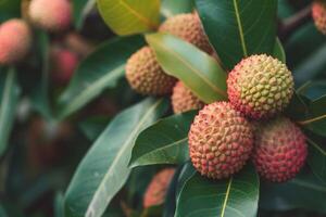 Bunch of Litchi Fruit Hanging from Tree photo