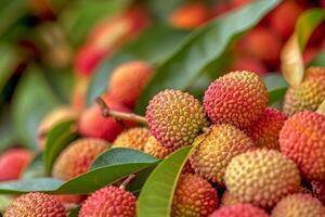 Bunch of Litchi Fruit on Tree photo