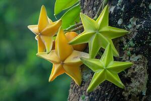 a tree with yellow and green stars on it photo