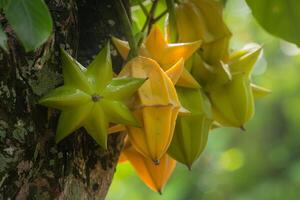 a bunch of fruit hanging from a tree photo