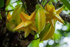 a bunch of yellow star fruit hanging from a tree photo