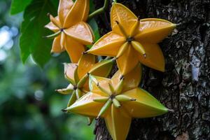 a bunch of star fruit hanging from a tree photo