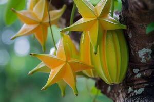 a bunch of yellow and orange star shaped fruits hanging from a tree photo