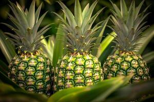 three pineapples are sitting on top of green leaves photo