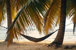 a hammock between two palm trees on a beach background photo