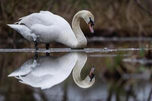 A swan standing on the water with its reflection and background photo