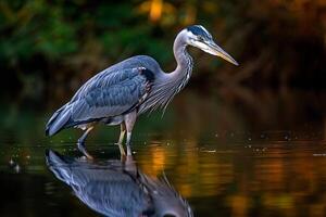 A heron standing in the water with its reflection and background photo