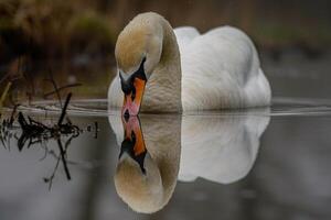 A swan swimming in the water with its reflection and background photo