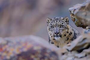 Snow Leopard Peeking Out from Behind Rock in Arctic Background photo